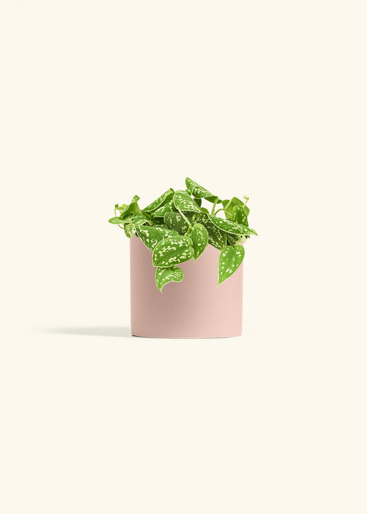 Scindapsus Silvery Ann in a 6 inches Pink Classic Cylinder Planter 