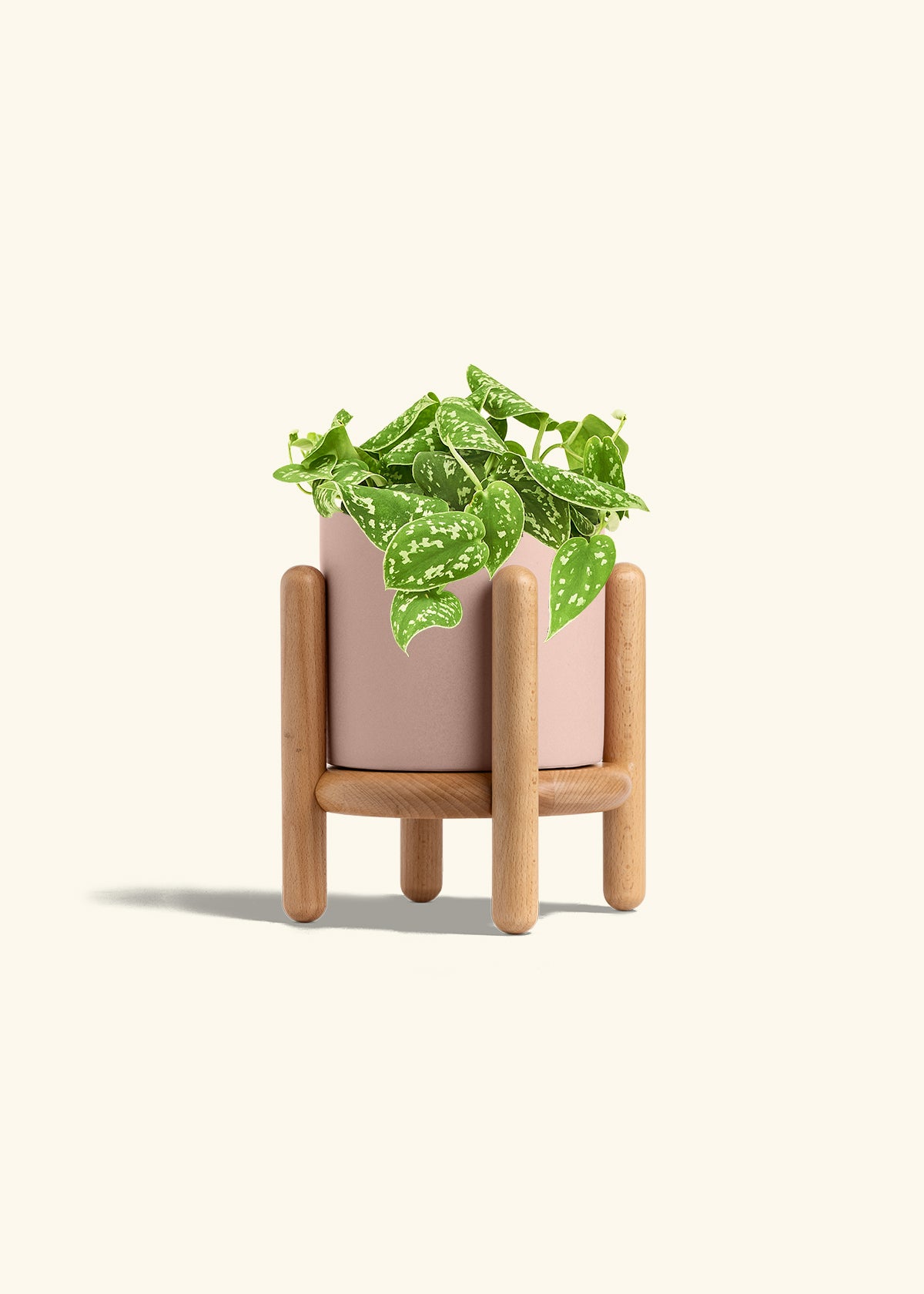 Scindapsus Silvery Ann in a 6 inches Pink Classic Cylinder Planter in a Beech Wood Stand