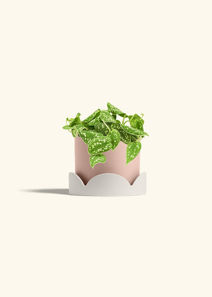 Scindapsus Silvery Ann in a 6 inches Pink Classic Cylinder Planter in a Oat Petal Drip Tray