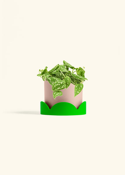 Scindapsus Silvery Ann in a 6 inches Pink Classic Cylinder Planter in a Shamrock Petal Drip Tray
