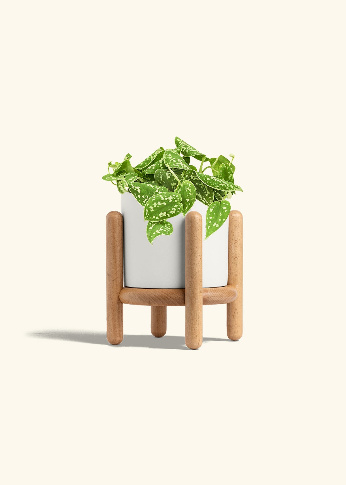 Scindapsus Silvery Ann in a 6 inches White Classic Cylinder Planter in a Beech Wood Stand