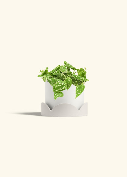 Scindapsus Silvery Ann in a 6 inches White Classic Cylinder Planter in a Oat Petal Drip Tray