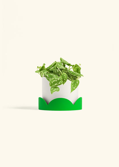 Scindapsus Silvery Ann in a 6 inches White Classic Cylinder Planter in a Shamrock Petal Drip Tray