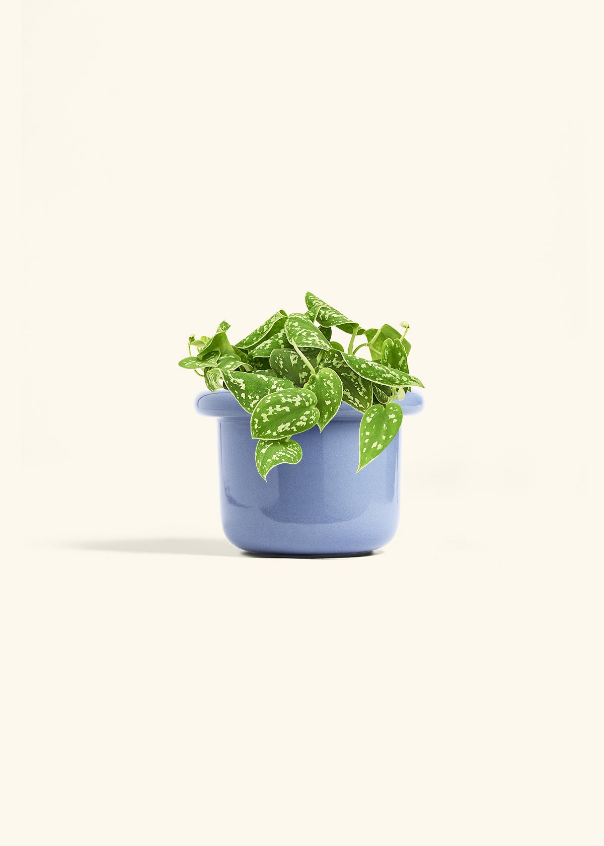 Scindapsus Silvery Ann in a 6 inches Fat Lip Blue Planter 