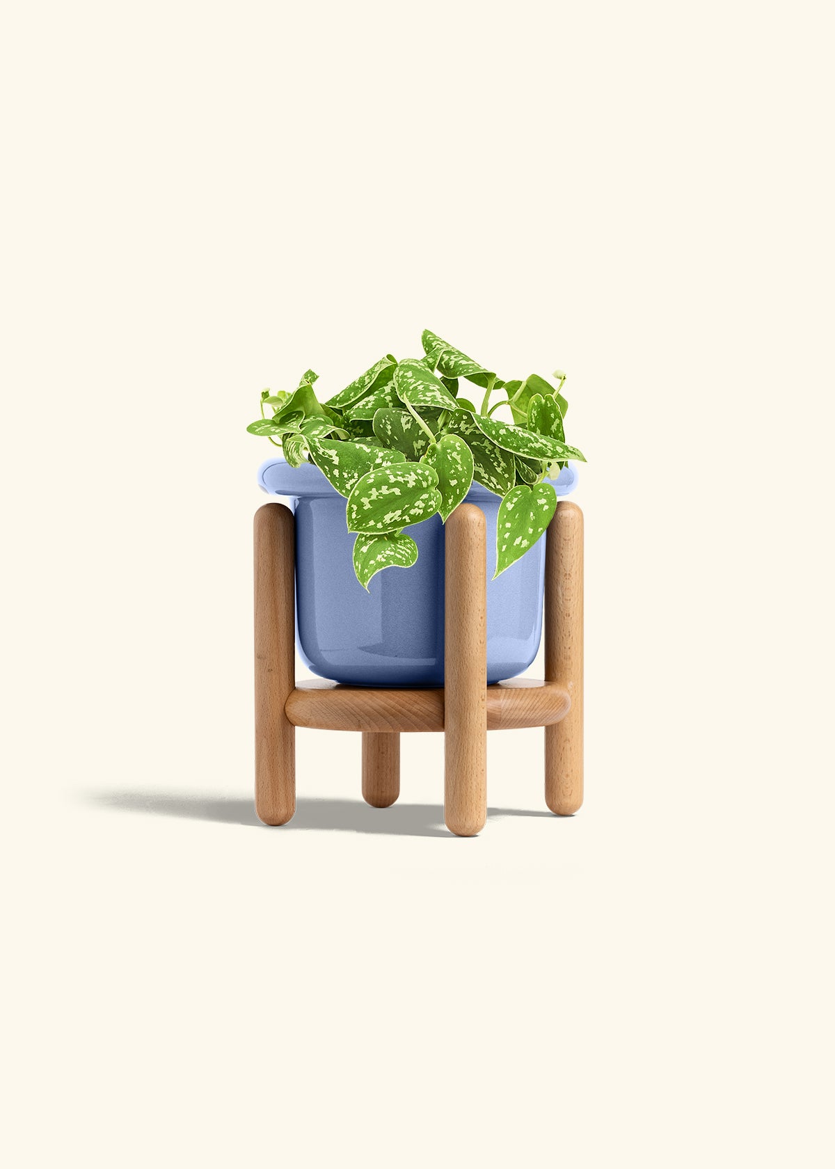 Scindapsus Silvery Ann in a 6 inches Fat Lip Blue Planter in a Beech Wood Stand