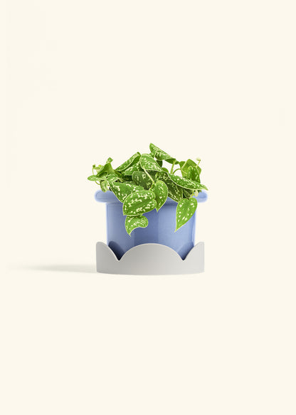 Scindapsus Silvery Ann in a 6 inches Fat Lip Blue Planter in a Oat Petal Drip Tray