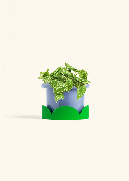 Scindapsus Silvery Ann in a 6 inches Fat Lip Blue Planter in a Shamrock Petal Drip Tray
