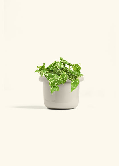 Scindapsus Silvery Ann in a 6 inches Fat Lip Oat Planter 