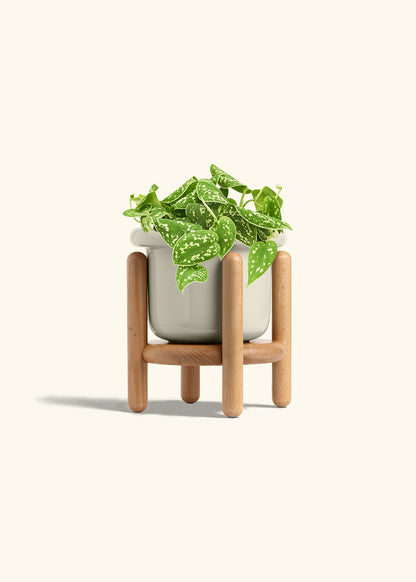 Scindapsus Silvery Ann in a 6 inches Fat Lip Oat Planter in a Beech Wood Stand