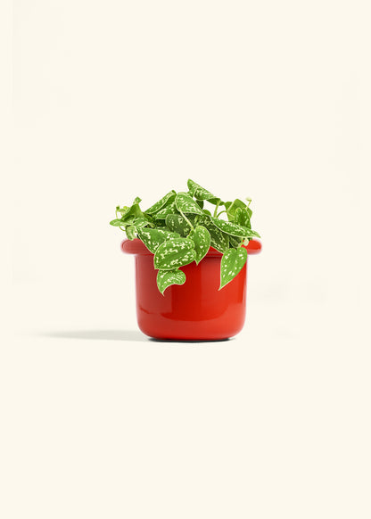 Scindapsus Silvery Ann in a 6 inches Fat Lip Red Planter 