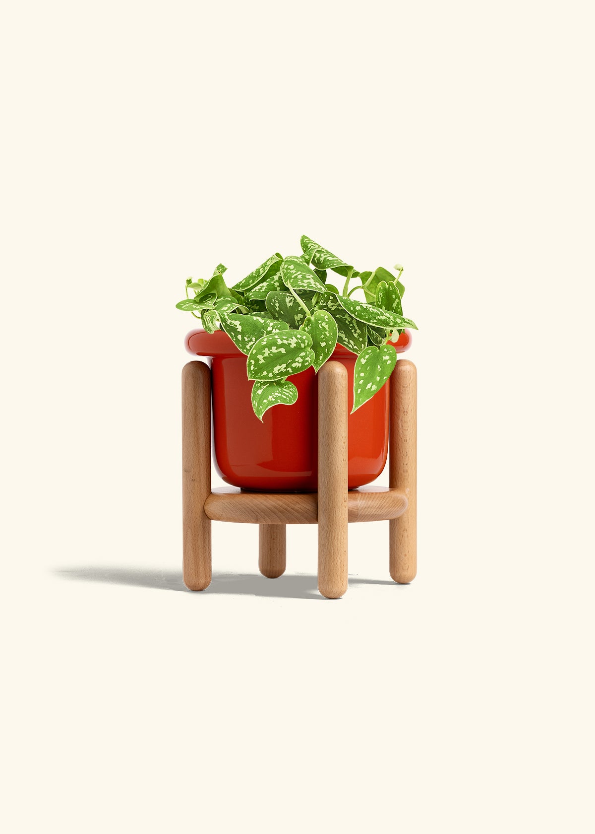 Scindapsus Silvery Ann in a 6 inches Fat Lip Red Planter in a Beech Wood Stand