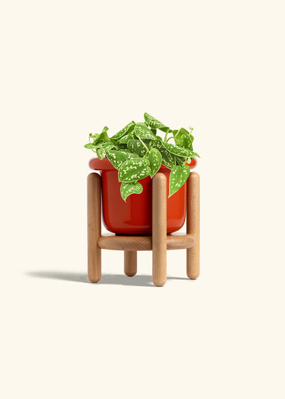 Scindapsus Silvery Ann in a 6 inches Fat Lip Red Planter in a Beech Wood Stand