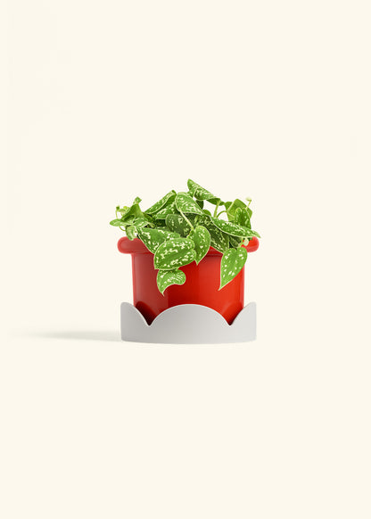 Scindapsus Silvery Ann in a 6 inches Fat Lip Red Planter in a Oat Petal Drip Tray