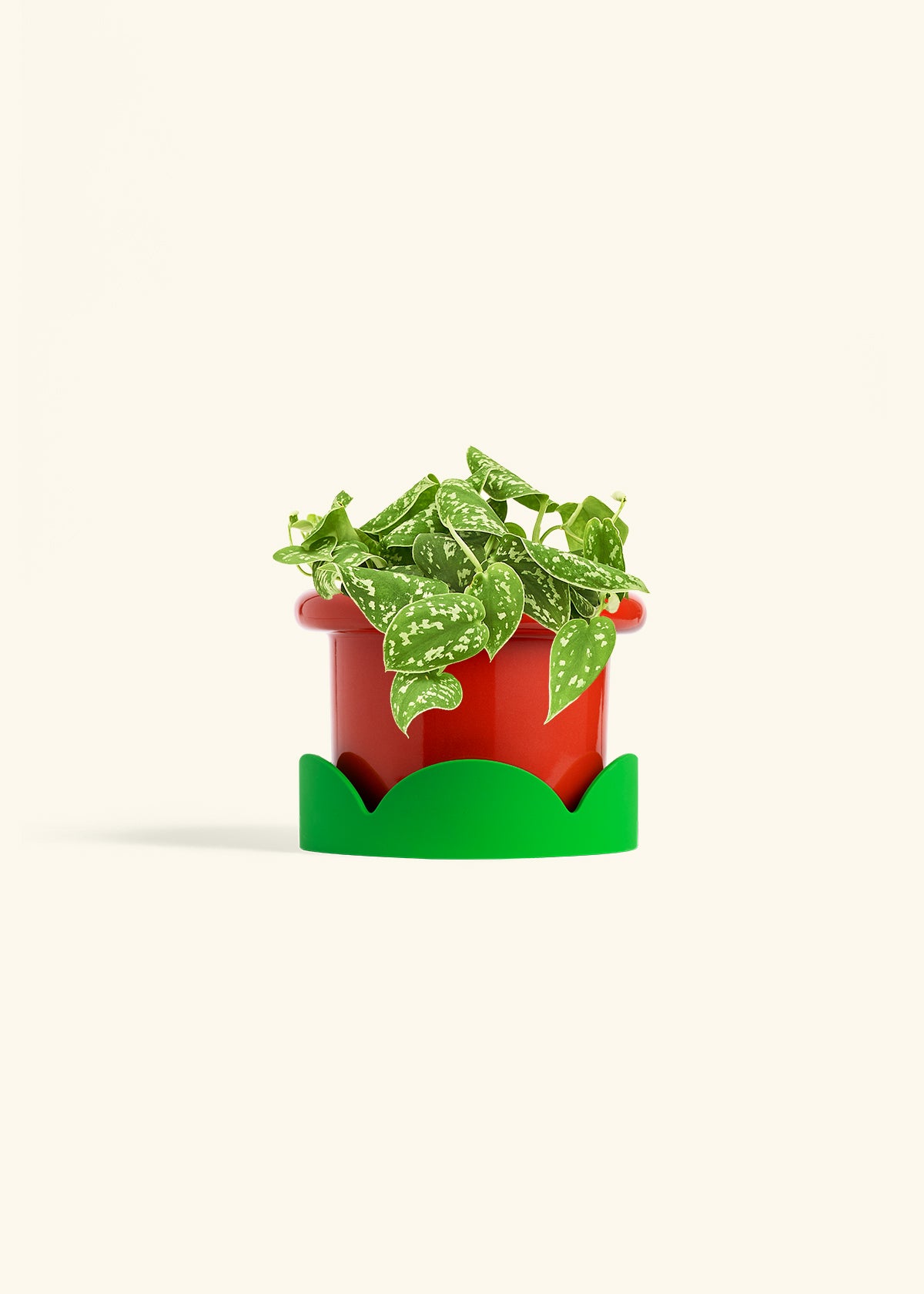 Scindapsus Silvery Ann in a 6 inches Fat Lip Red Planter in a Shamrock Petal Drip Tray