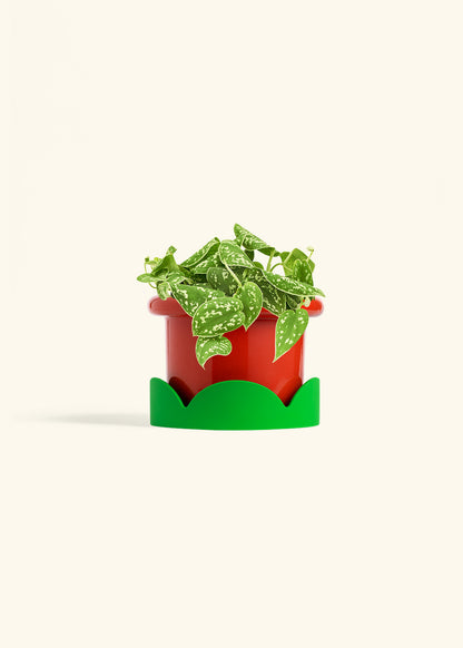 Scindapsus Silvery Ann in a 6 inches Fat Lip Red Planter in a Shamrock Petal Drip Tray