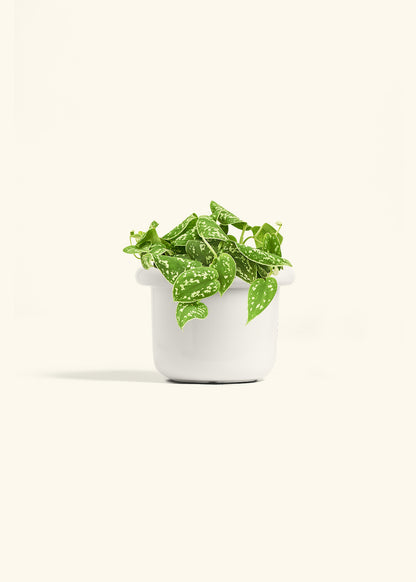 Scindapsus Silvery Ann in a 6 inches Fat Lip White Planter 