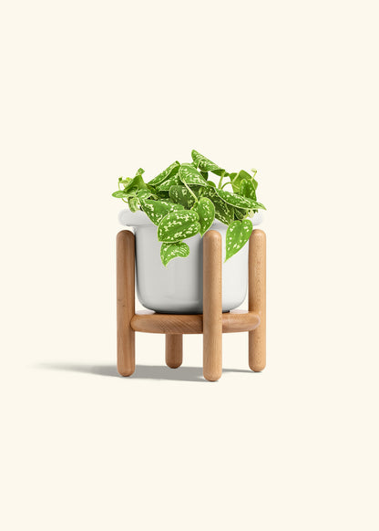 Scindapsus Silvery Ann in a 6 inches Fat Lip White Planter in a Beech Wood Stand