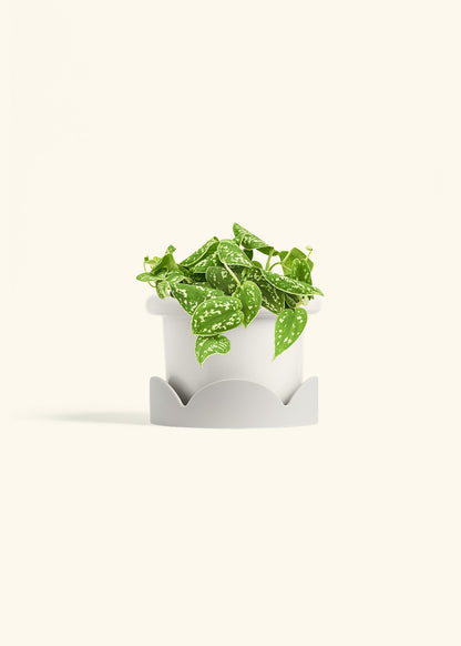 Scindapsus Silvery Ann in a 6 inches Fat Lip White Planter in a Oat Petal Drip Tray