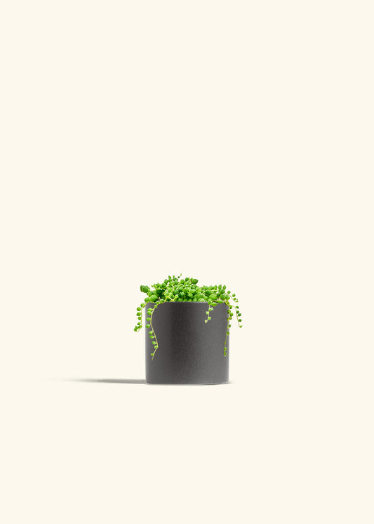 String of Pearls Succulent in a 4 inches Charcoal Classic Cylinder Planter 