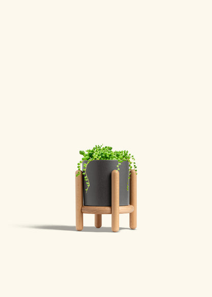 String of Pearls Succulent in a 4 inches Charcoal Classic Cylinder Planter in a Beech Wood Stand