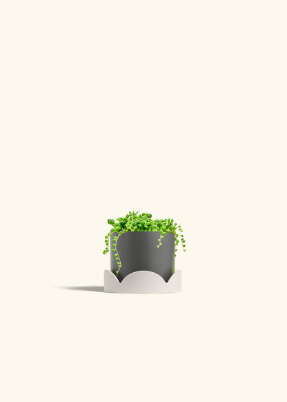 String of Pearls Succulent in a 4 inches Charcoal Classic Cylinder Planter in a Oat Petal Drip Tray