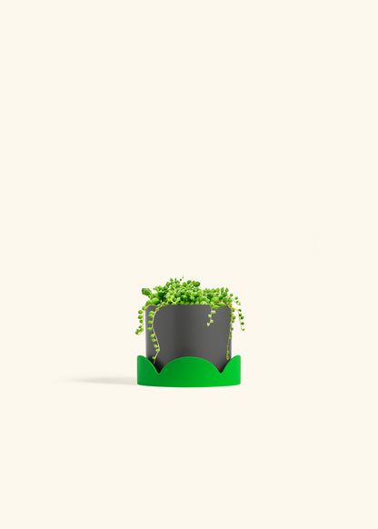 String of Pearls Succulent in a 4 inches Charcoal Classic Cylinder Planter in a Shamrock Petal Drip Tray