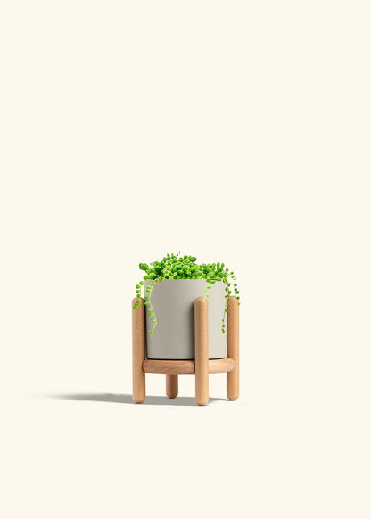 String of Pearls Succulent in a 4 inches Oat Classic Cylinder Planter in a Beech Wood Stand