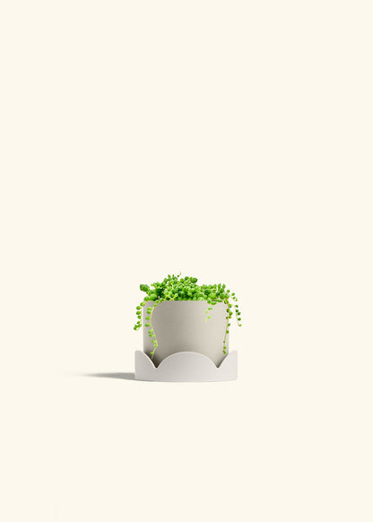 String of Pearls Succulent in a 4 inches Oat Classic Cylinder Planter in a Oat Petal Drip Tray