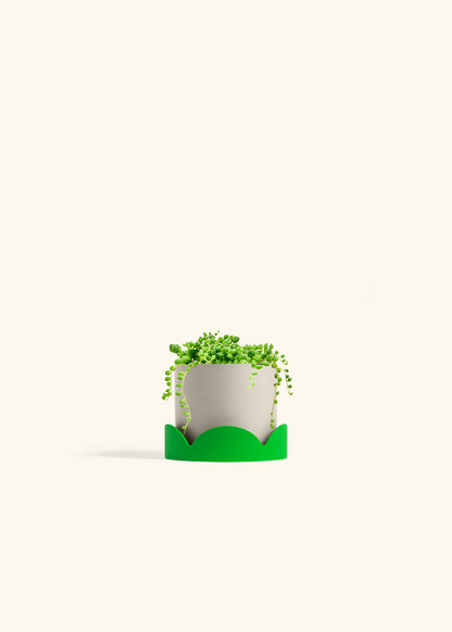 String of Pearls Succulent in a 4 inches Oat Classic Cylinder Planter in a Shamrock Petal Drip Tray