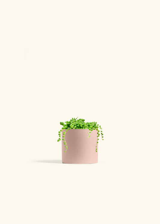 String of Pearls Succulent in a 4 inches Pink Classic Cylinder Planter in a Shamrock Petal Drip Tray