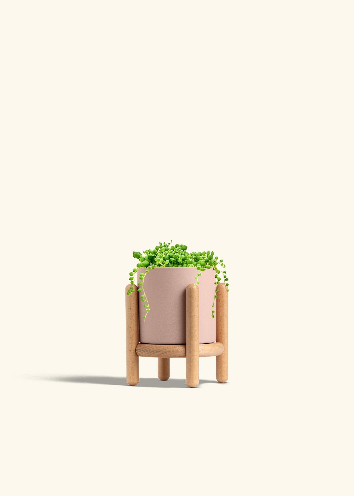 String of Pearls Succulent in a 4 inches Oat Classic Cylinder Planter 