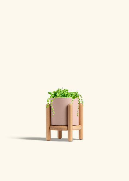 String of Pearls Succulent in a 4 inches Oat Classic Cylinder Planter 
