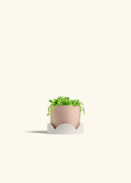 String of Pearls Succulent in a 4 inches Pink Classic Cylinder Planter in a Beech Wood Stand