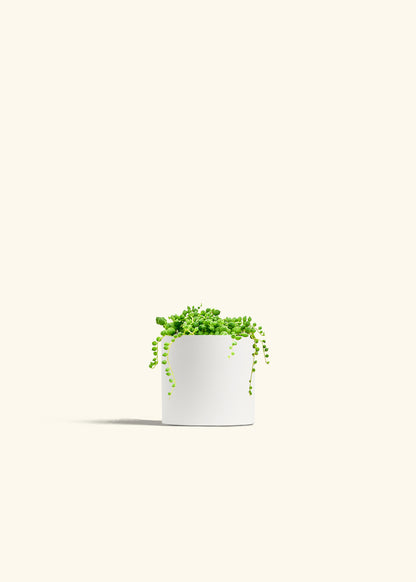 String of Pearls Succulent in a 4 inches White Classic Cylinder Planter in a Shamrock Petal Drip Tray