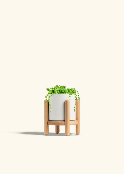 String of Pearls Succulent in a 4 inches Pink Classic Cylinder Planter 