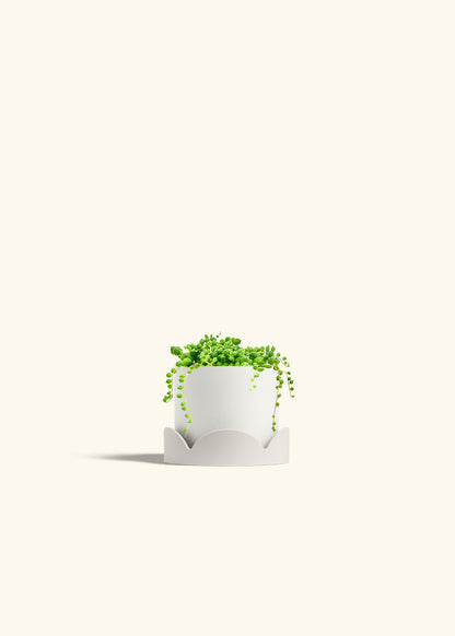 String of Pearls Succulent in a 4 inches White Classic Cylinder Planter in a Beech Wood Stand