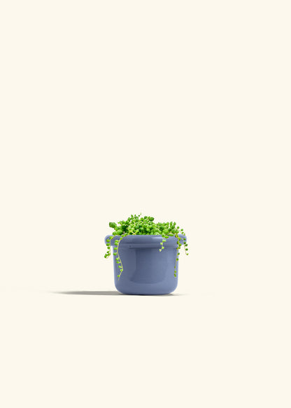 String of Pearls Succulent in a 4 inches Fat Lip Blue Planter 