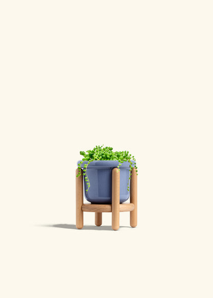 String of Pearls Succulent in a 4 inches Fat Lip Blue Planter in a Beech Wood Stand