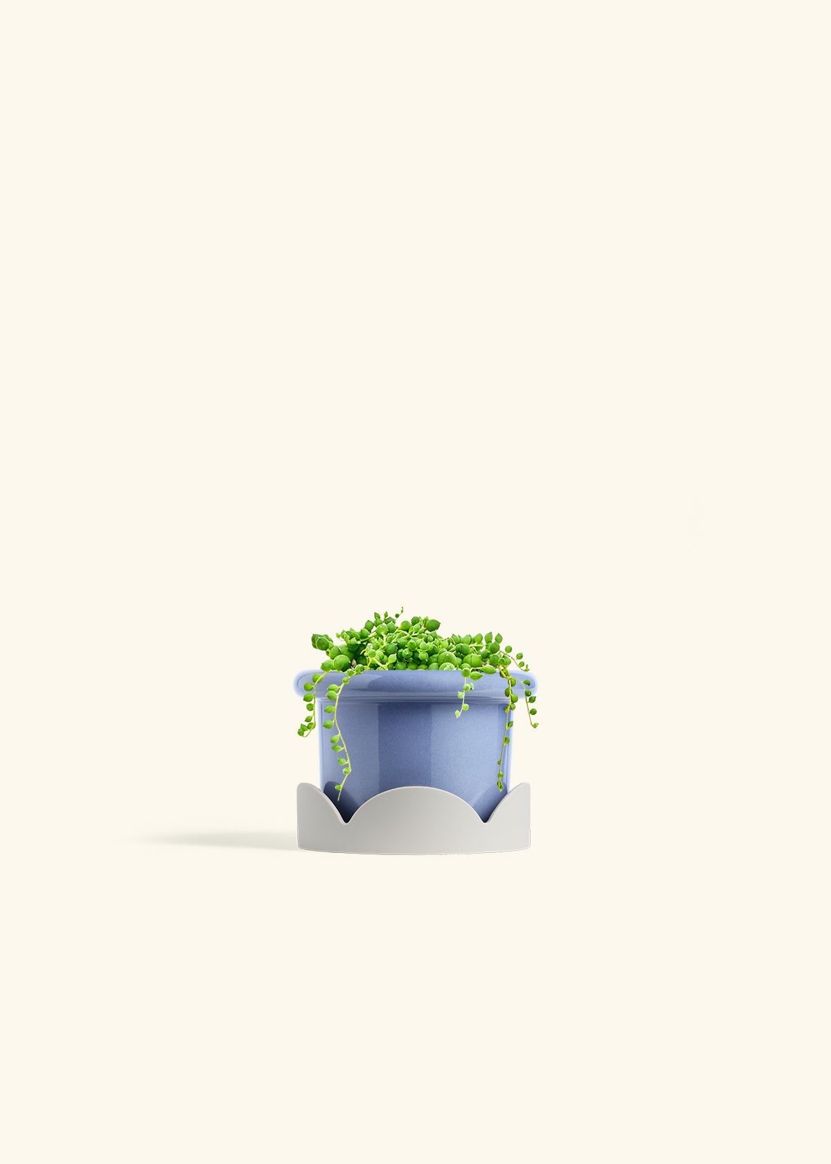 String of Pearls Succulent in a 4 inches Fat Lip Blue Planter in a Oat Petal Drip Tray