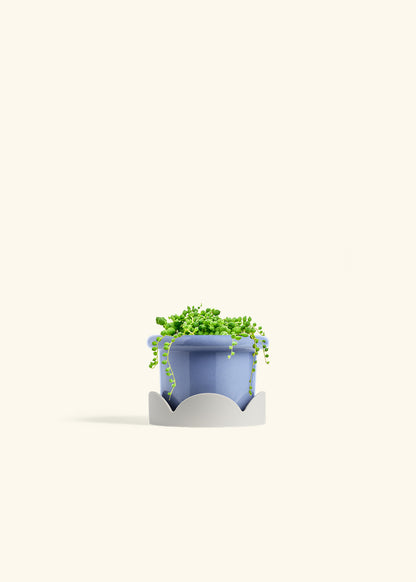 String of Pearls Succulent in a 4 inches Fat Lip Blue Planter in a Oat Petal Drip Tray