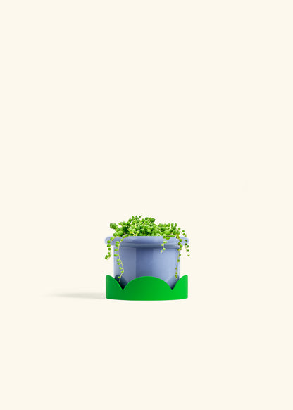 String of Pearls Succulent in a 4 inches Fat Lip Blue Planter in a Shamrock Petal Drip Tray
