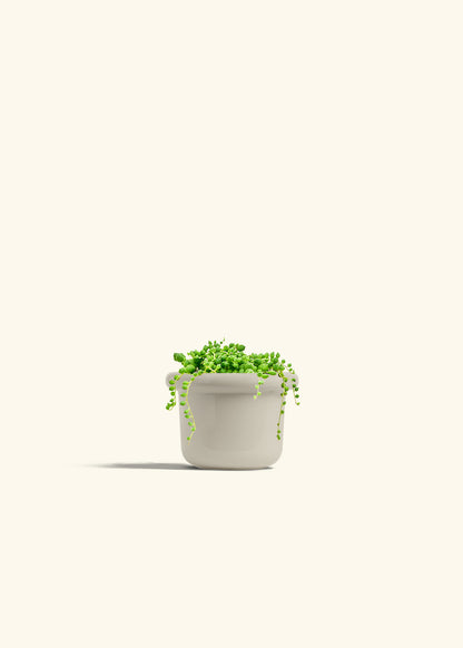 String of Pearls Succulent in a 4 inches Fat Lip Oat Planter in a Shamrock Petal Drip Tray