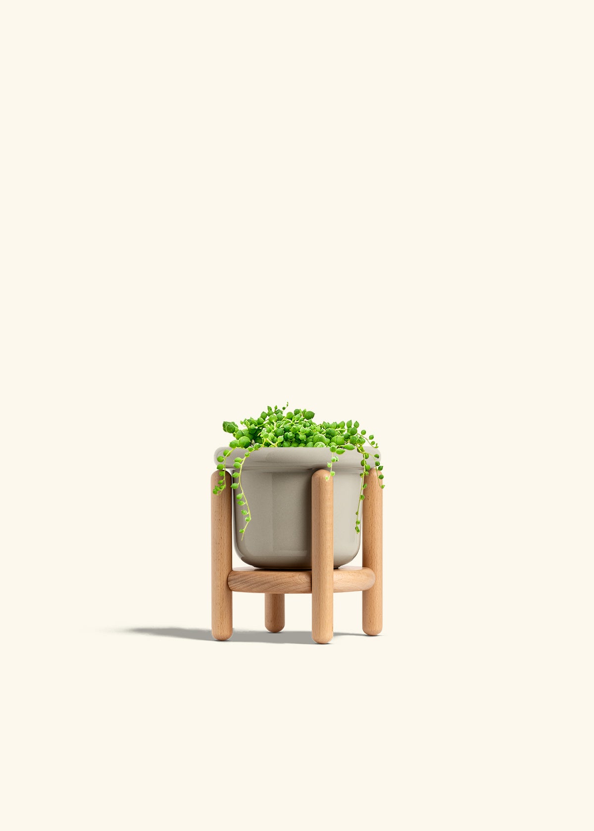 String of Pearls Succulent in a 4 inches White Classic Cylinder Planter 