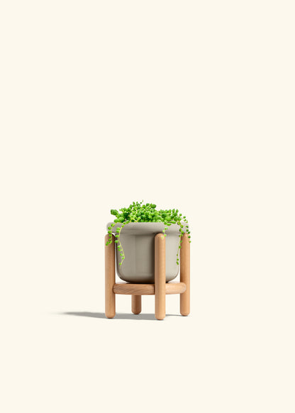 String of Pearls Succulent in a 4 inches White Classic Cylinder Planter 