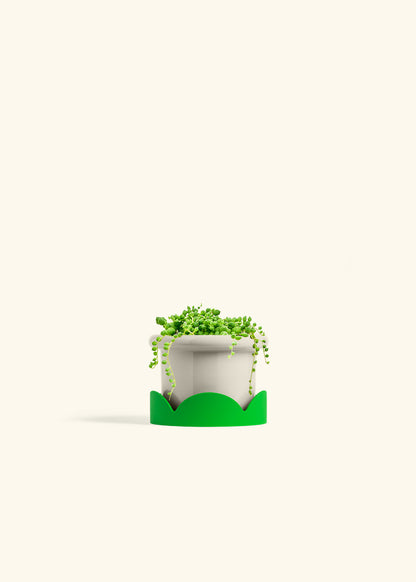 String of Pearls Succulent in a 4 inches Fat Lip Oat Planter in a Oat Petal Drip Tray