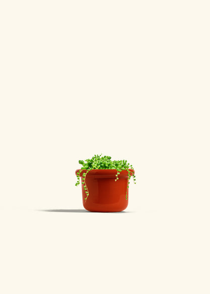 String of Pearls Succulent in a 4 inches Fat Lip Red Planter 