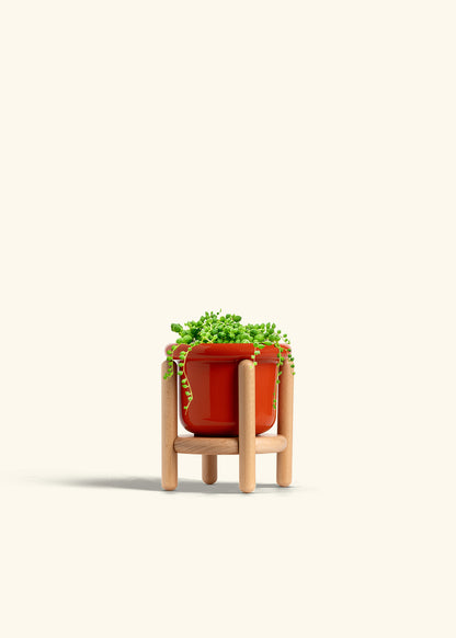 String of Pearls Succulent in a 4 inches Fat Lip Red Planter in a Beech Wood Stand