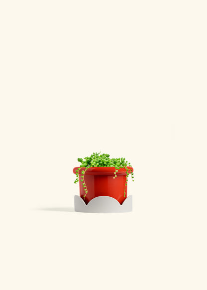 String of Pearls Succulent in a 4 inches Fat Lip Red Planter in a Oat Petal Drip Tray