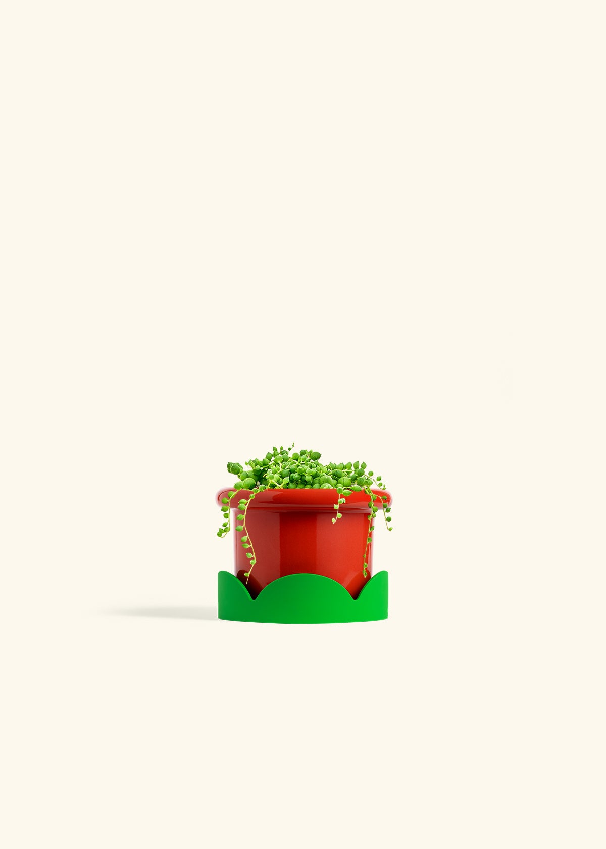 String of Pearls Succulent in a 4 inches Fat Lip Red Planter in a Shamrock Petal Drip Tray