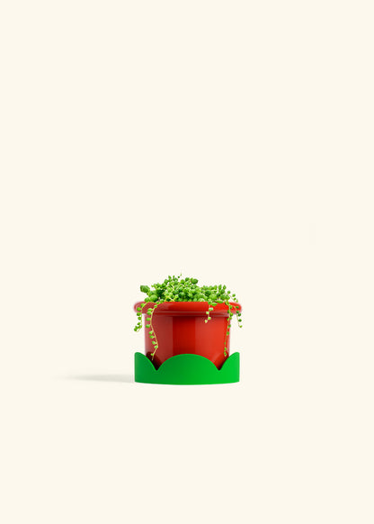 String of Pearls Succulent in a 4 inches Fat Lip Red Planter in a Shamrock Petal Drip Tray